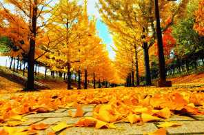 Tour du lịch Hàn Quốc 5N4Đ: Seoul - Everland - Đảo Nami (MÙA LÁ VÀNG, LÁ ĐỎ)