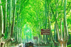 Tour Du Lịch Trung Quốc NO SHOPPING 6N5Đ: Thượng Hải - Ô trấn - Hàng Châu - Thanh Sơn