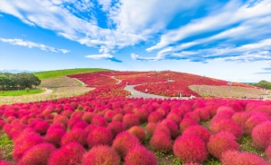 Tận hưởng thiên đường hoa xuân tuyệt đẹp ở Nhật Bản