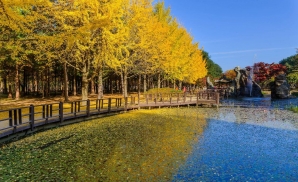 Đảo Nami Hàn Quốc: Thiên Đường Lãng Mạn Nơi Lá Vàng Rơi Và Tình Yêu Bắt Đầu