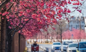Lễ Hội Hoa Lệ Giang: Sắc Xuân Rực Rỡ Trong Du Lịch Lệ Giang