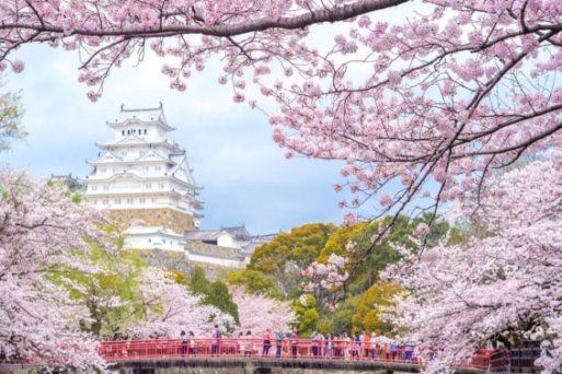 Dự báo lịch nở hoa anh đào trên toàn nước Nhật 2023