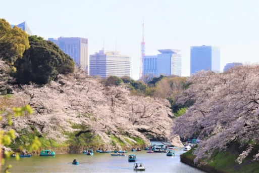 Gợi ý lịch trình du lịch mùa hoa anh đào quanh Tokyo