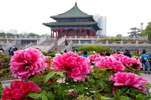 Đừng bỏ lỡ top 6 công viên hoa mẫu đơn tuyệt vời ở Lạc Dương