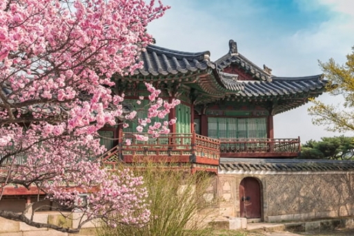 Mùa xuân ở Hàn Quốc: Thời tiết, lễ hội & Những việc nên làm