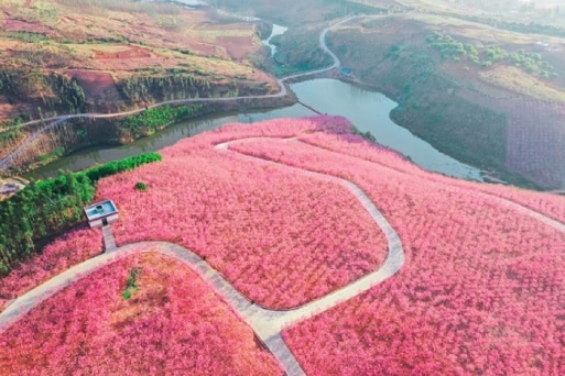 Rừng hoa anh đào Nghi Lương - Thung lũng hoa anh đào lớn nhất Vân Nam