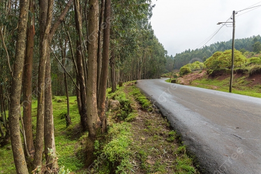 Núi Entoto: Hành Trình Lên Cao Nguyên Thức Tỉnh Lịch Sử Ethiopia