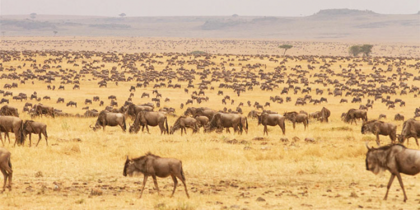 vườn quốc gia serengeti