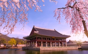 Lễ Hội Hoa Anh Đào Kyoto: Trải Nghiệm Văn Hóa Nhật Bản