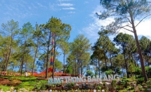 Tham quan Rừng thông bản Áng