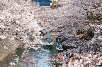 Tour du lịch Nhật Bản Lễ hội hoa anh đào 6N5Đ: Tokyo - Núi Phú Sĩ – Nagoya - Kyoto - Osaka