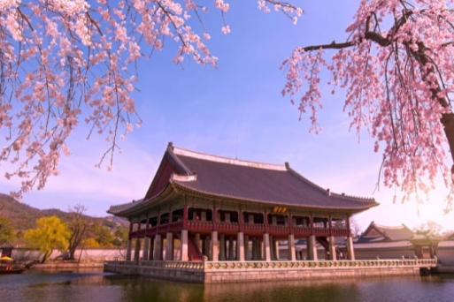 Lễ Hội Hoa Anh Đào Kyoto: Trải Nghiệm Văn Hóa Nhật Bản