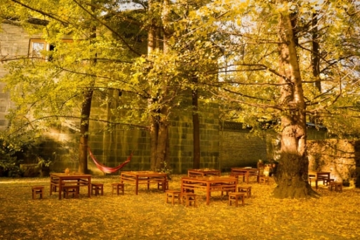 Làng Ngân Hạnh - Ngôi làng bạch quả cổ đẹp nhất Trung Quốc