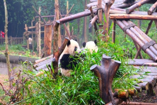 Cùng đến thiên đường gấu trúc - Công viên gấu trúc Thành Đô