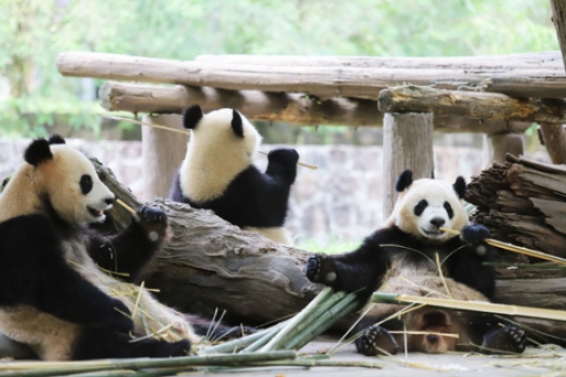 Khu nghiên Cứu Bảo Tồn Gấu Trúc Đô Giang Yển