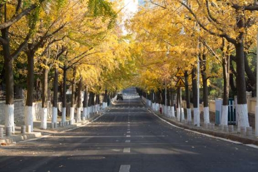 Đại lộ Ngô Đồng - Tuyến đường lãng mạn như tranh vẽ