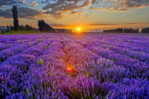 Vườn Oải Hương ở Tân Cương – Bản tình ca tím giữa thảo nguyên Tây Bắc