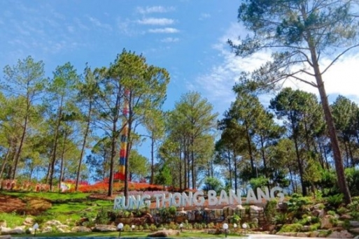 Tham quan Rừng thông bản Áng