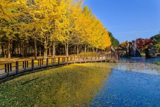 Đảo Nami Hàn Quốc: Thiên Đường Lãng Mạn Nơi Lá Vàng Rơi Và Tình Yêu Bắt Đầu