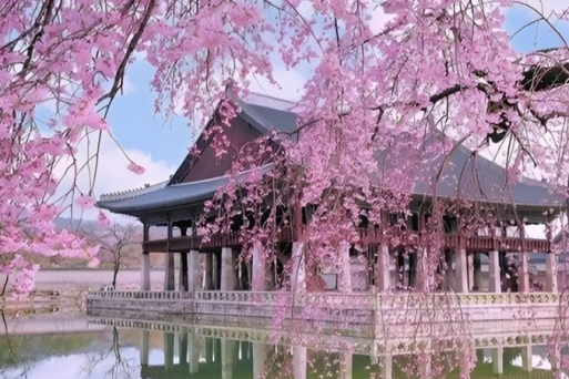 Mùa Hoa Anh Đào Hàn Quốc 2025: Kinh Nghiệm Du Lịch Hoàn Hảo Giữa Biển Hồng Rực Rỡ