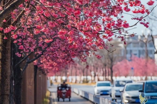 Lễ Hội Hoa Lệ Giang: Sắc Xuân Rực Rỡ Trong Du Lịch Lệ Giang