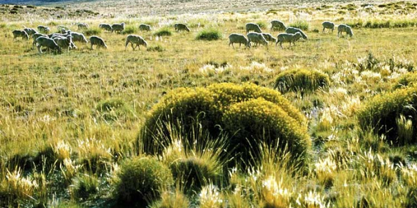 thảo nguyên the humid pamapa