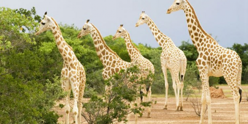 hươu cao cổ tại châu phi