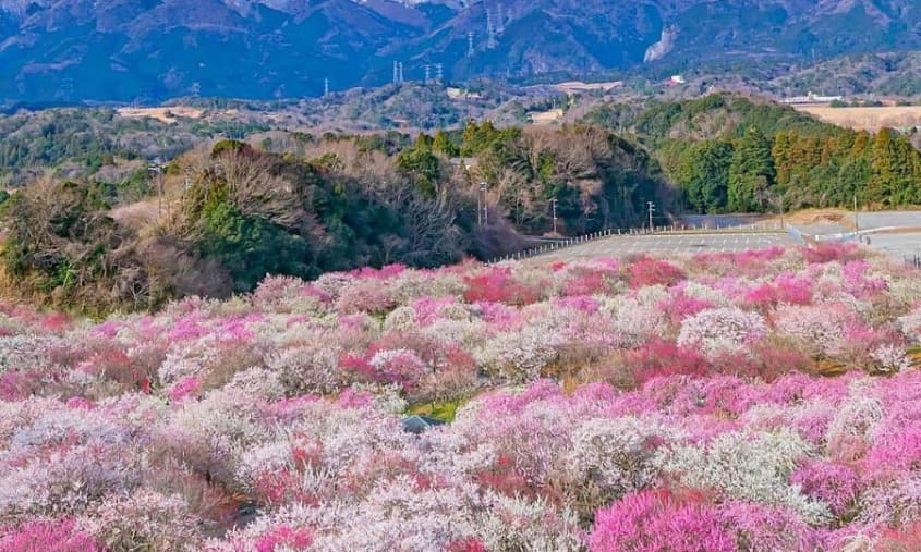 Ý nghĩa mùa hoa đào Nhật Bản 