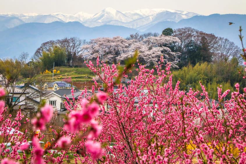 Ngắm hoa anh đào ở vùng Tohoku