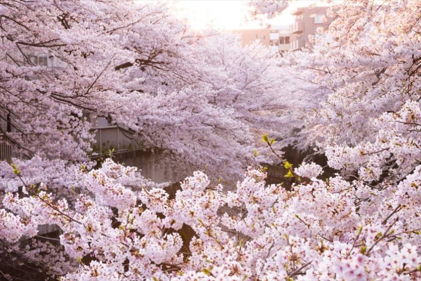 Ngắm hoa anh đào ở vùng Kanto-Koshin 