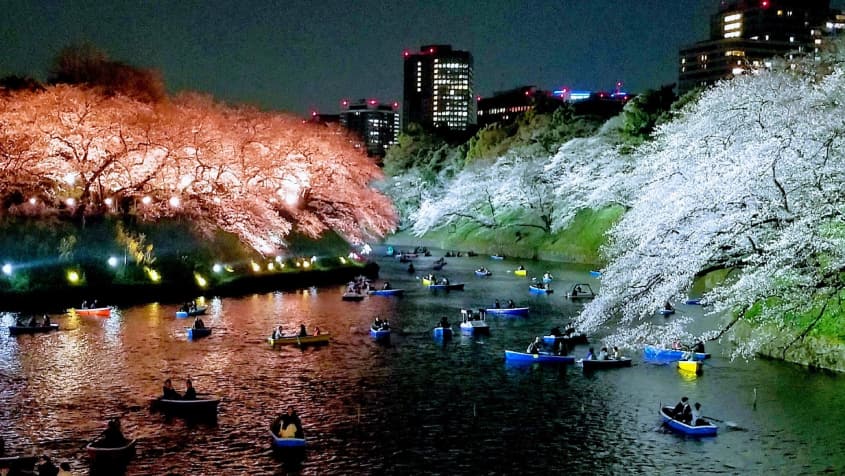 Ngắm hoa anh đào vào ban đêm tại Công viên Chidorigafuchi