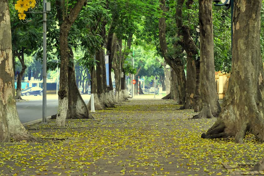 Mùa thu ở đường Phan Đình Phùng Hà Nội