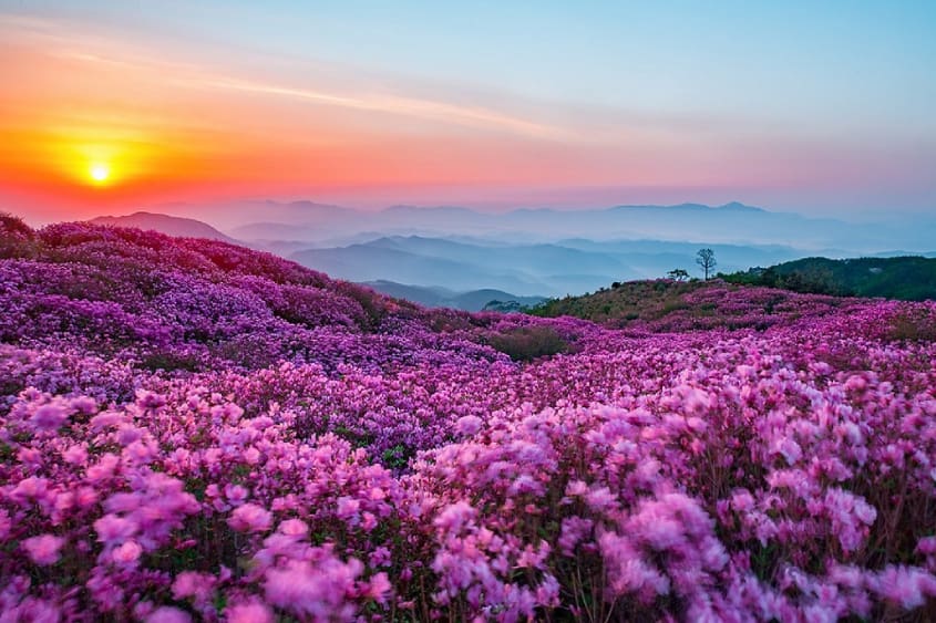Lễ hội hoa đỗ quyên ở núi Hwangmaesan