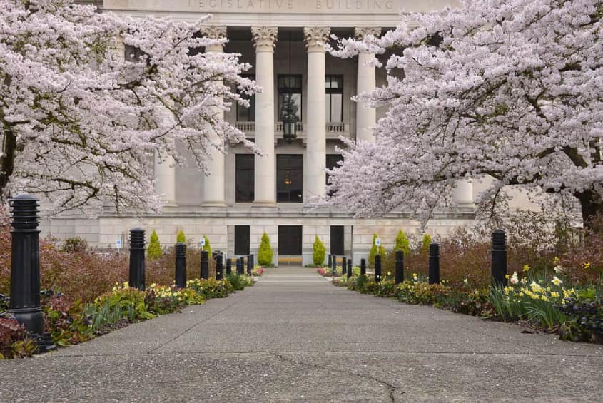 Ngắm hoa anh đào ở Đại học Washington