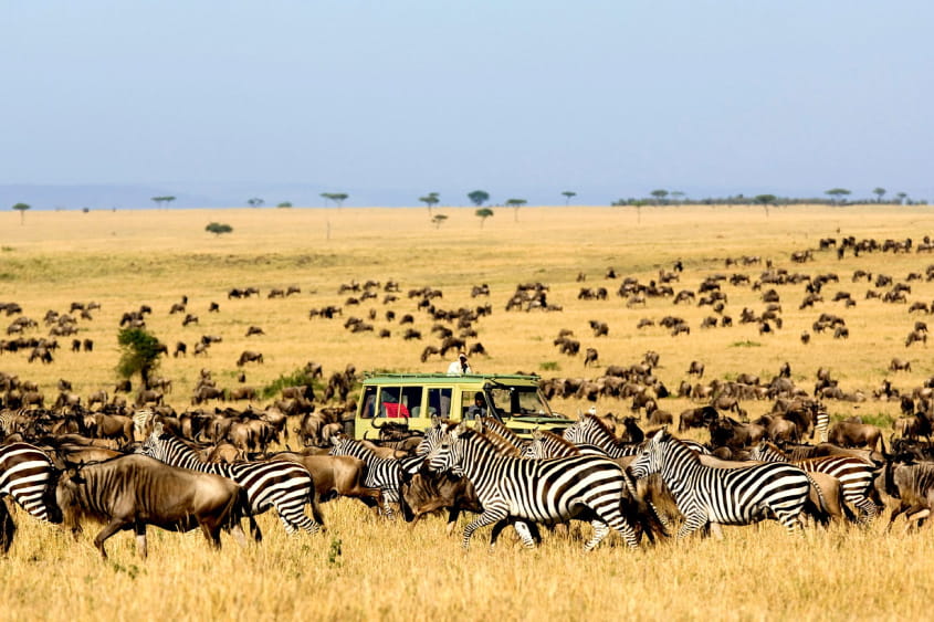 Khám phá thế giới động vật ở Tanzania 