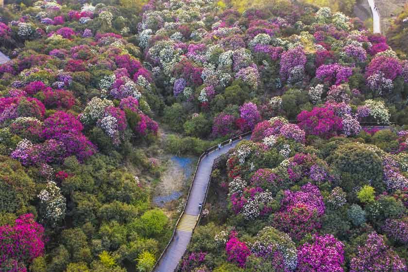 mùa xuân ngắm hoa nở rực rỡ ở quý châu