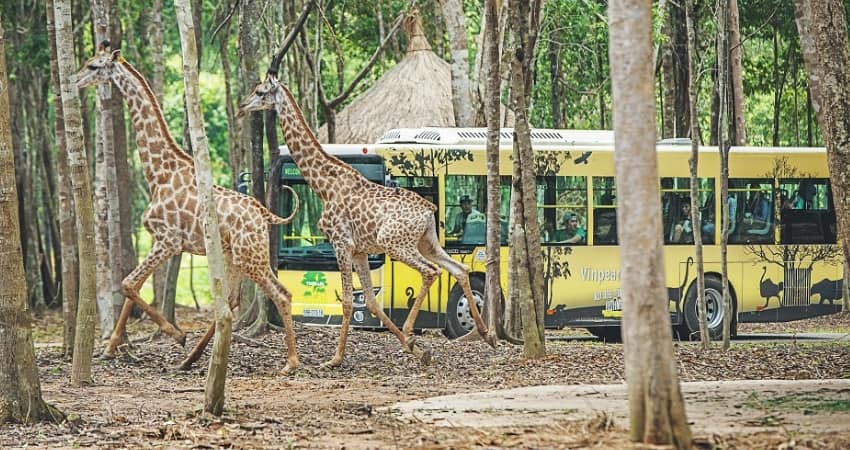 Quan sát tận mắt những loại động vật hoang dã, quý hiếm tại Vinpearl Safari